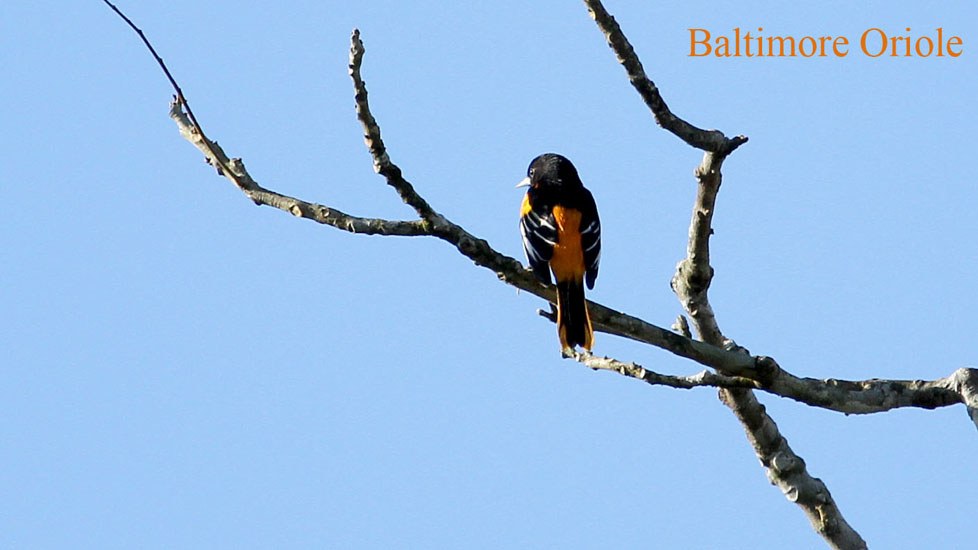 baltimore oriole_3366