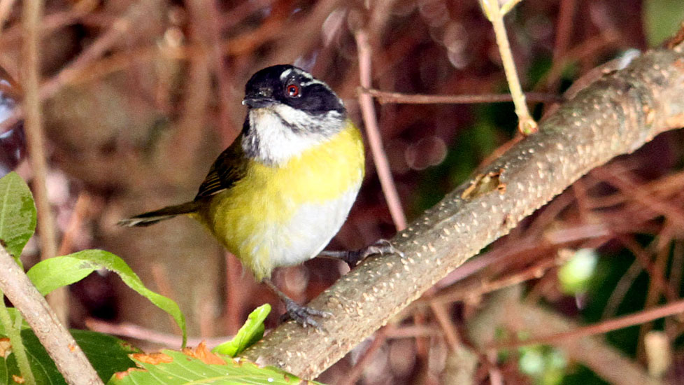 bananaquit_0984