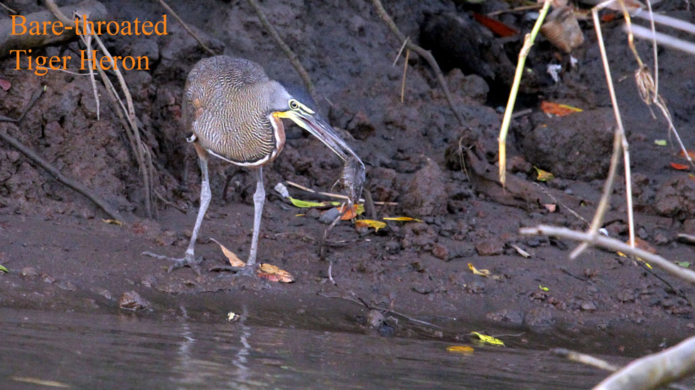 bare-throated tiger heron_2309