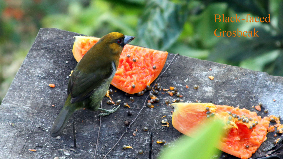 black faced grosbeak_0999