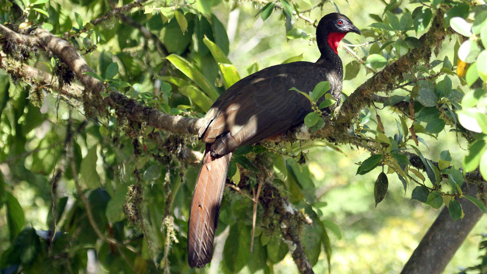 black guan_3210