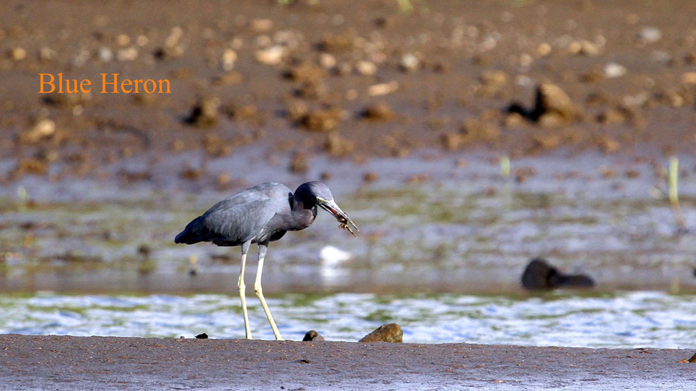 blue heron_2020