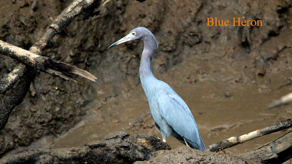 blue heron_2238