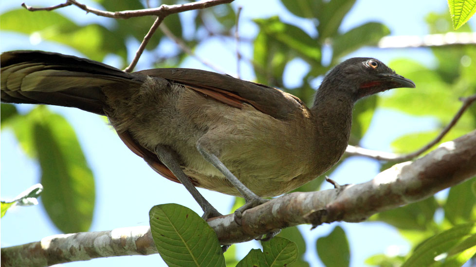 chacjalaca_3199