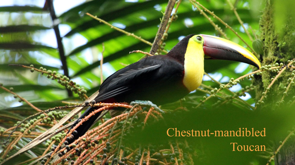 chestnut-mandibled toucan_3939