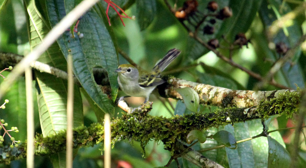 chestnut-sided warbler juv_3860