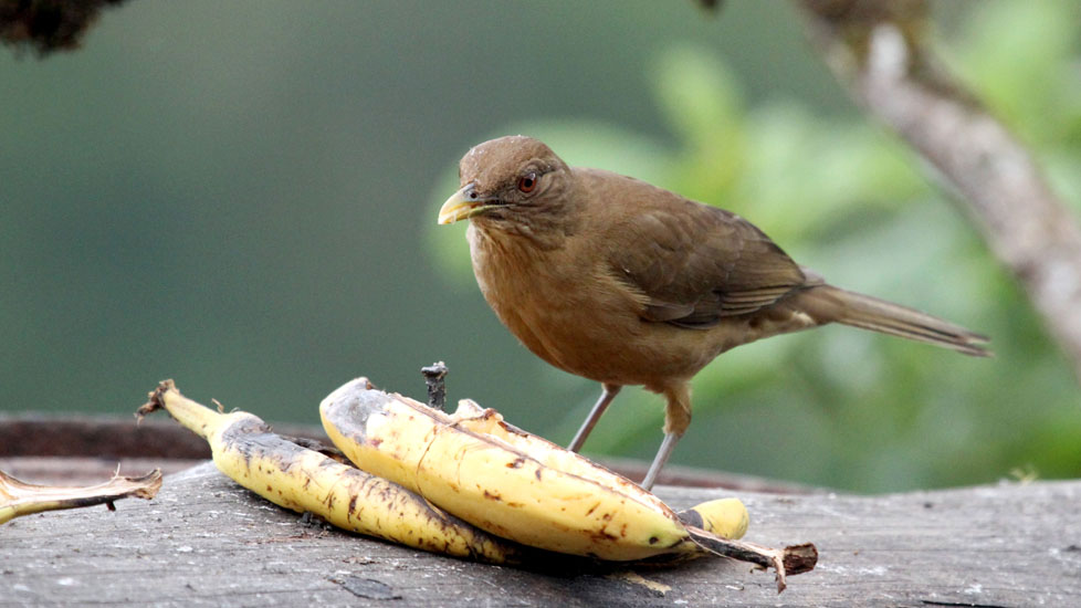 clay-coloured robin_1069