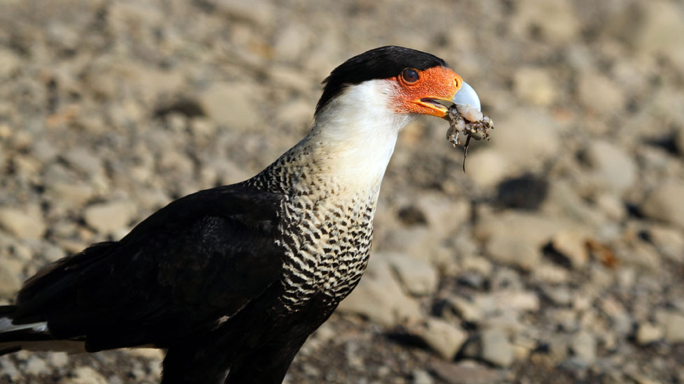crested caracara_1929