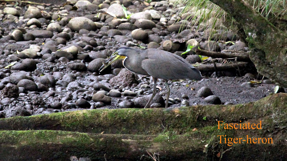 fasciated tiger-heron_4245