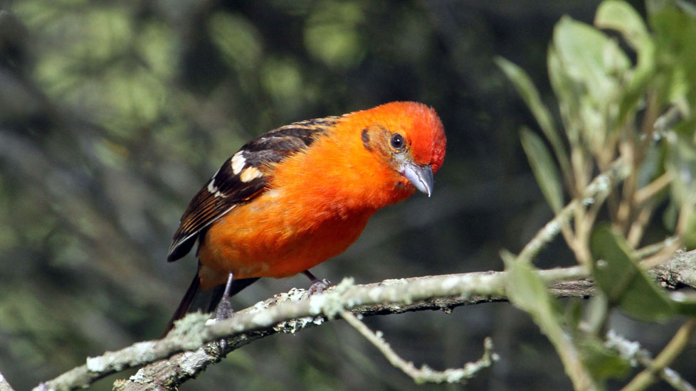 flame coloured tanager_1619