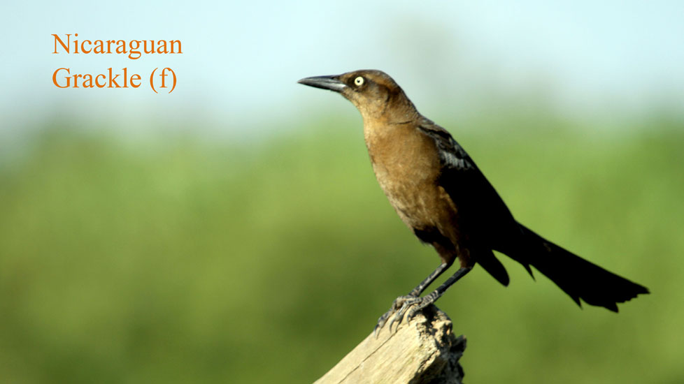 grackle_1972