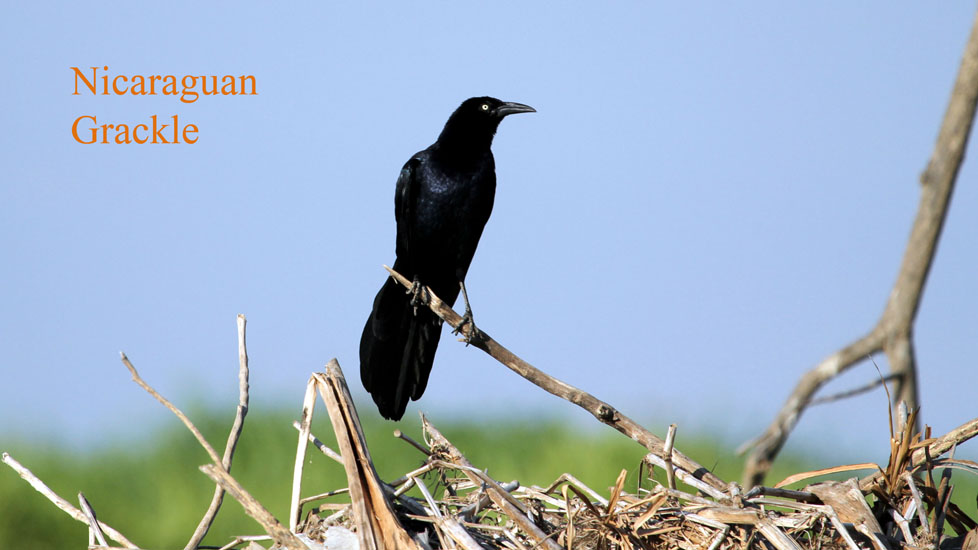 grackle_2050
