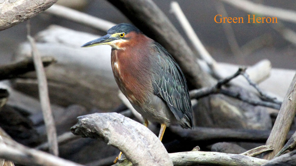 green heron_3722