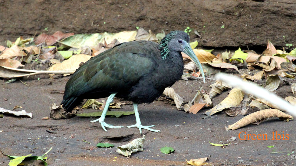 green ibis_3678