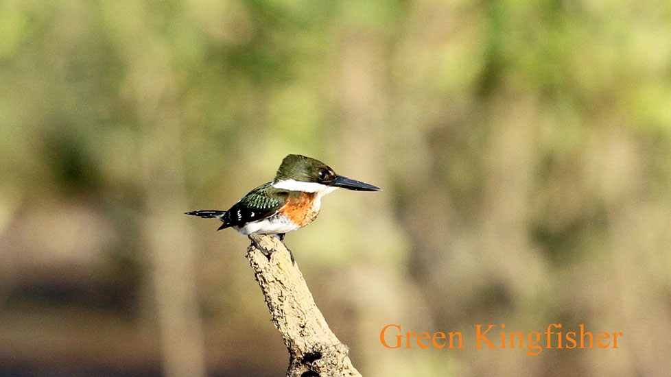 green kingfisher_2118