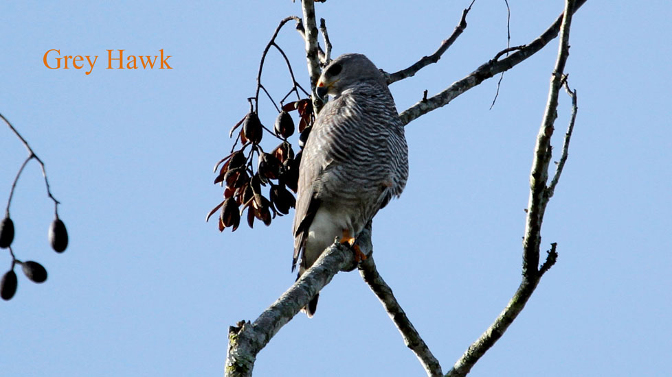 grey hawk_3387