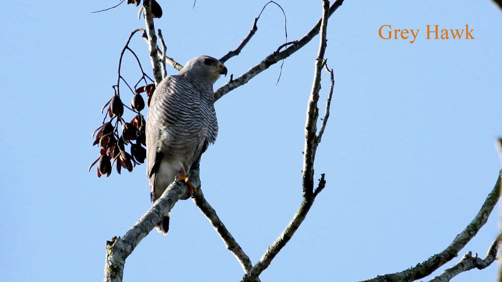 grey hawk_3390