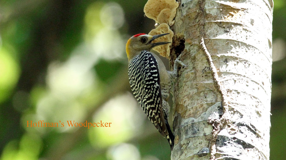 hoffmans woodpecker_2649