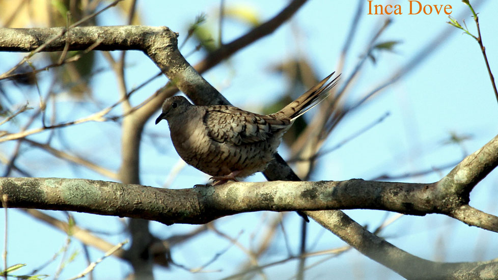 inca dove_0849