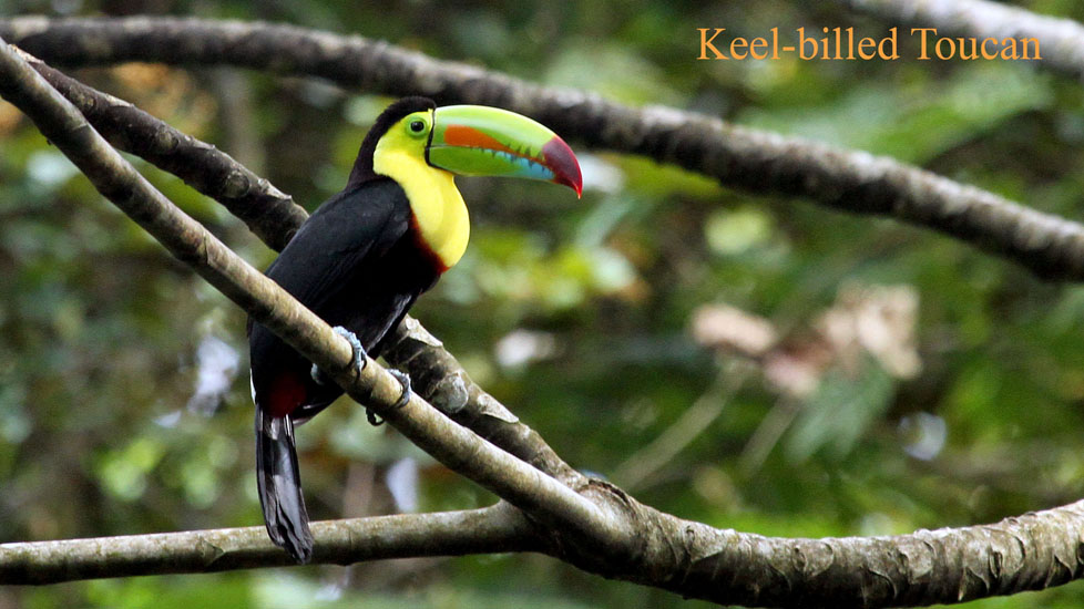 keel-billed_4114