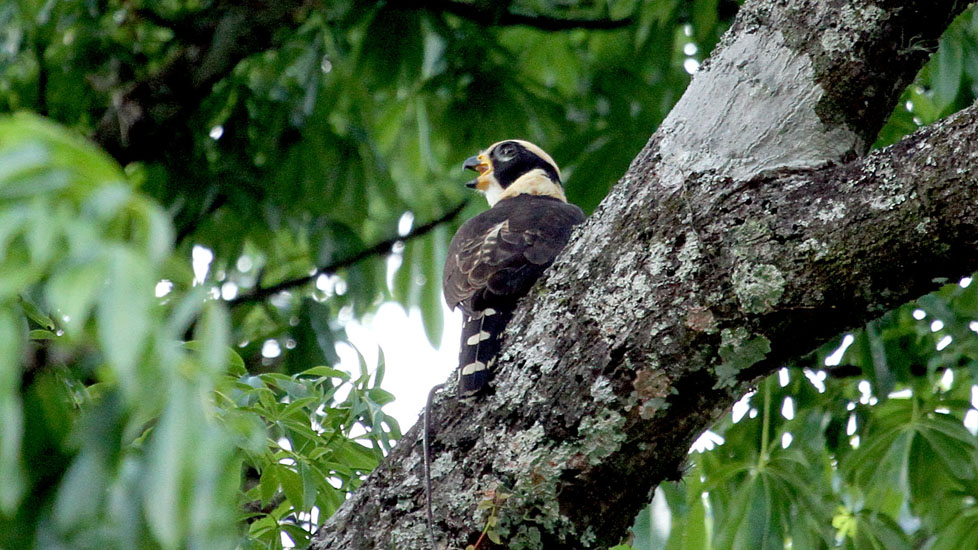 laughing falcon_5174