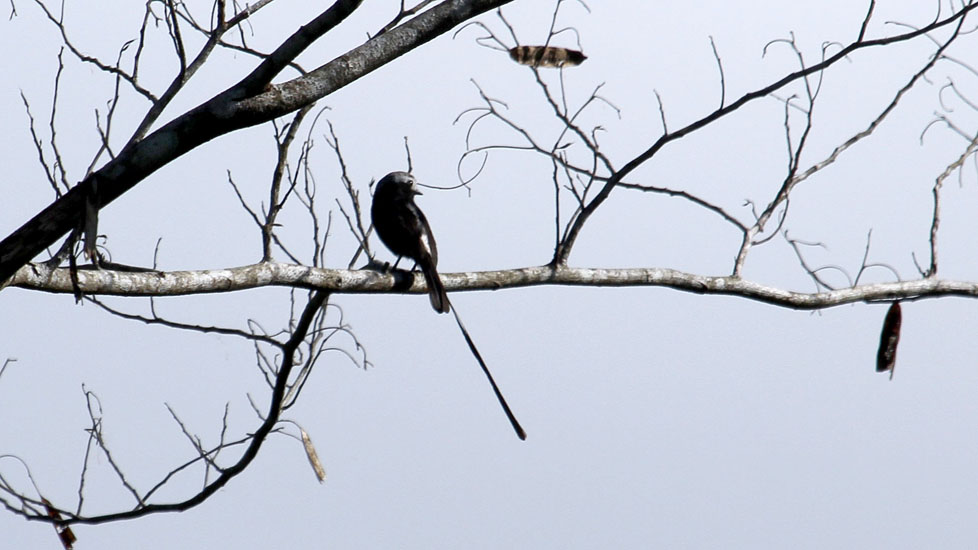long-tailed tyrant_3231