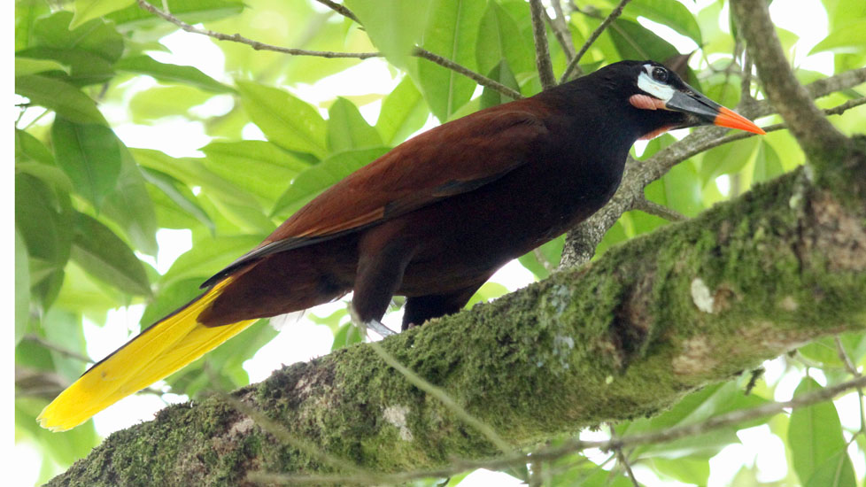 oropendola_4734