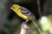Flame-colored Tanagers(f)_1700