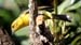 flame coloured tanager (f)_1702