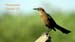 grackle_1972