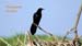 grackle_2050