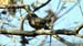 inca dove_0849