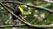 keel-billed_4114
