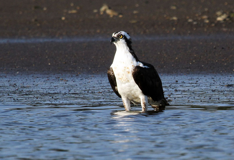 Osprey_2077