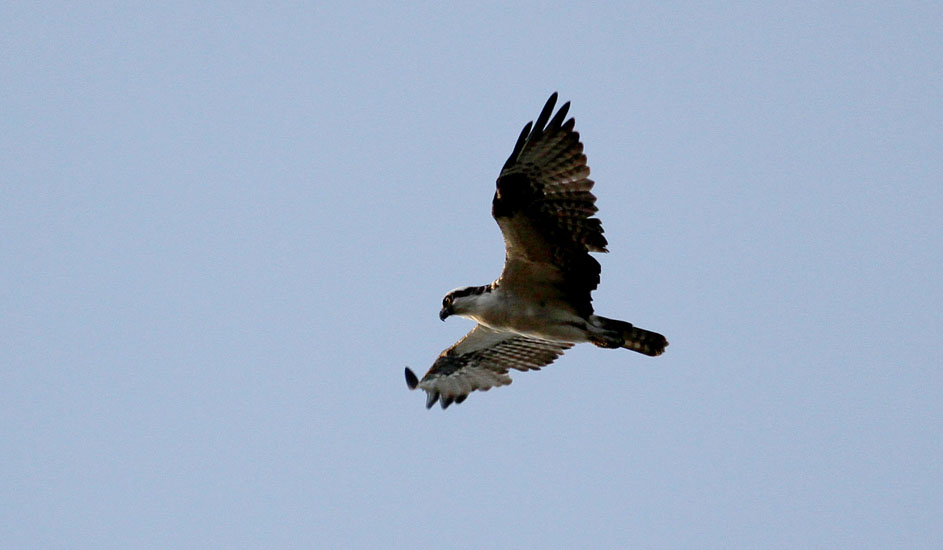 Osprey_2831
