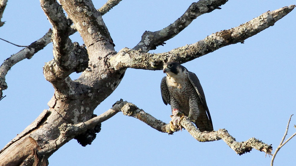 Peregrine Falcon _2169