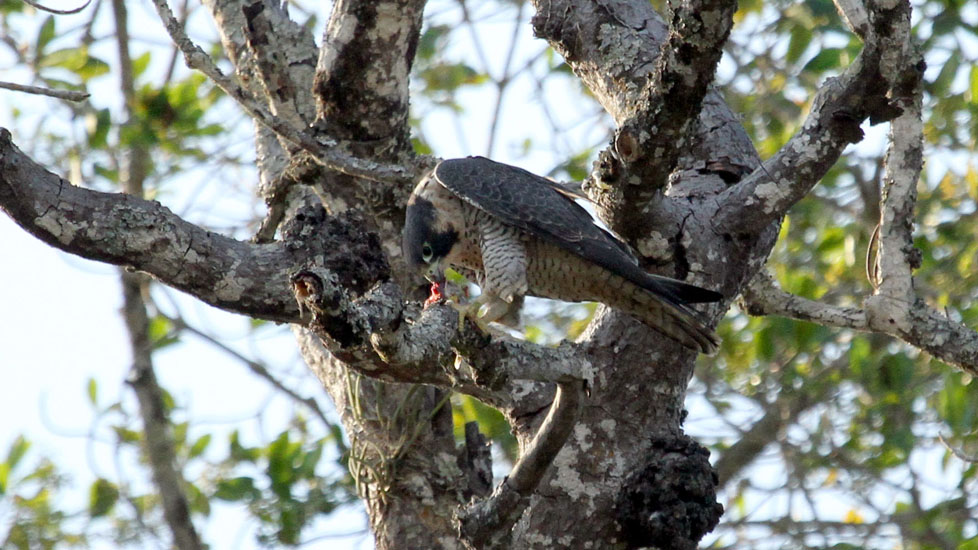 Peregrine Falcon _2191