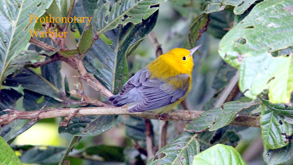 Prothonotary Warbler_1043