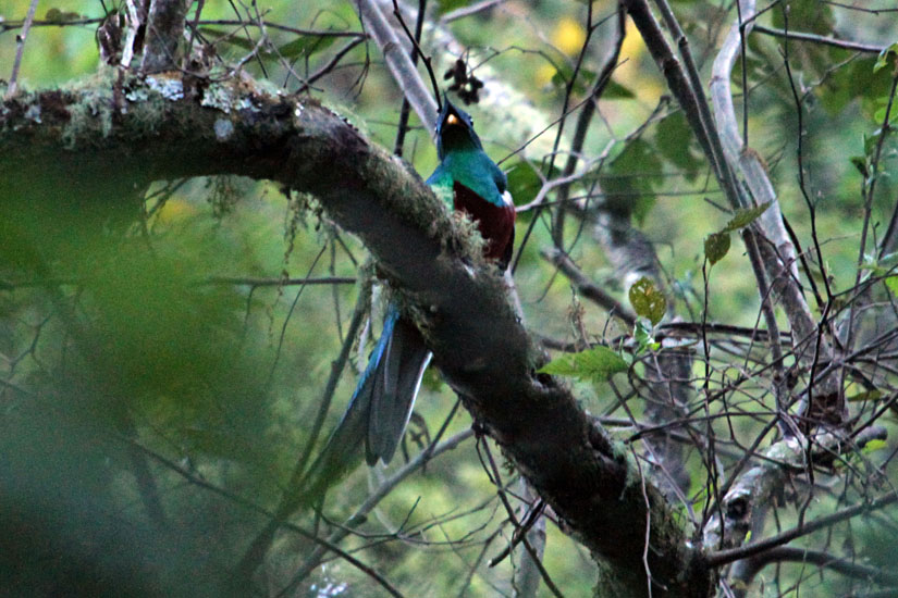 Resplendent Quetzal _1769