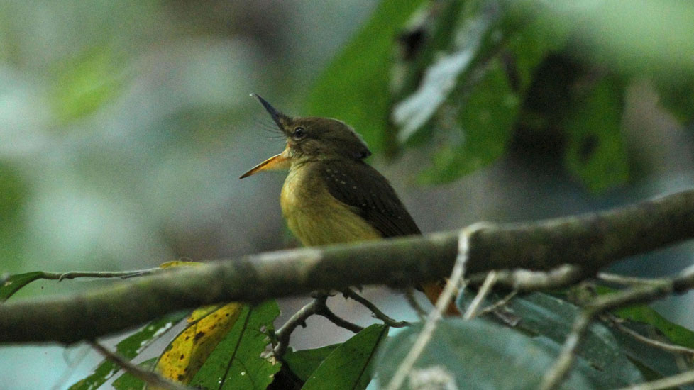 Royal Flycatcher_2756