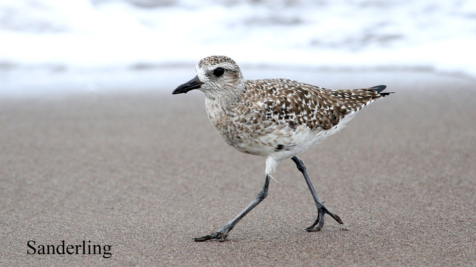 Sanderling_4722