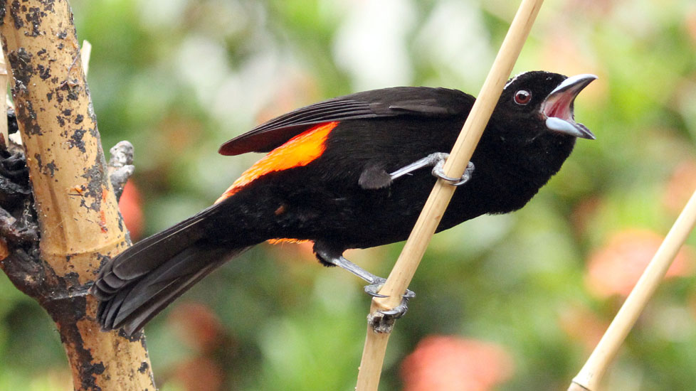 passerini tanager_3433