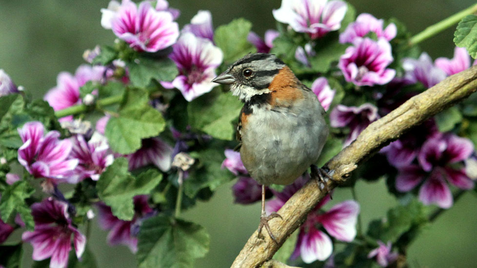 rufous collared sparrow_1735