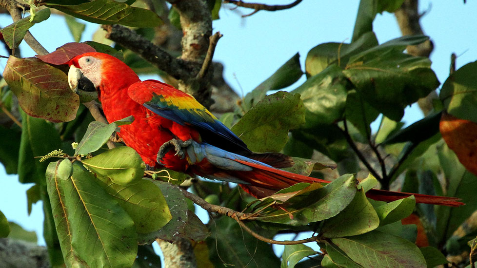 scarlet macaw_2784