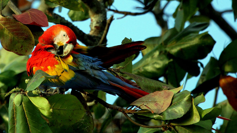 scarlet macaw_2791