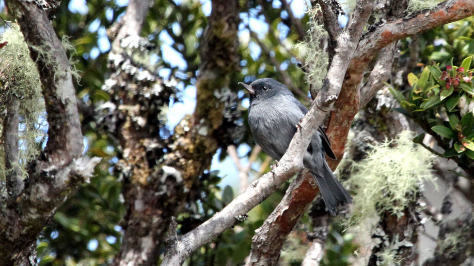slaty flowerpiercer_1510