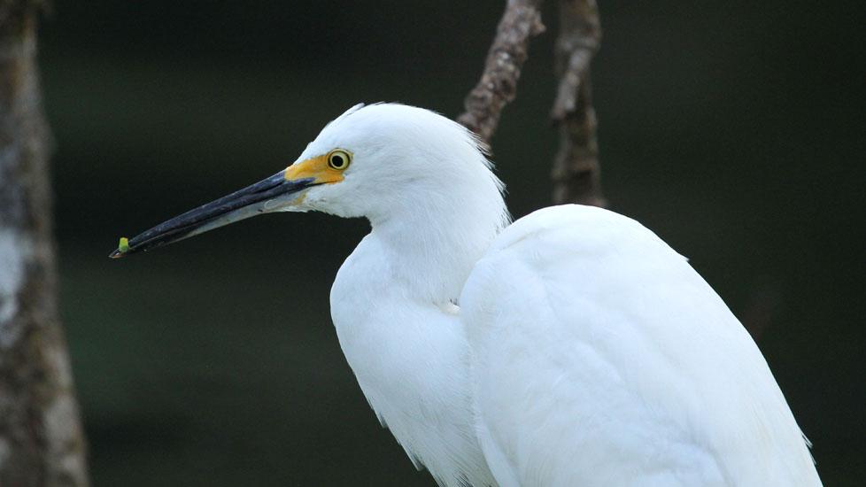 snowy egret_4440