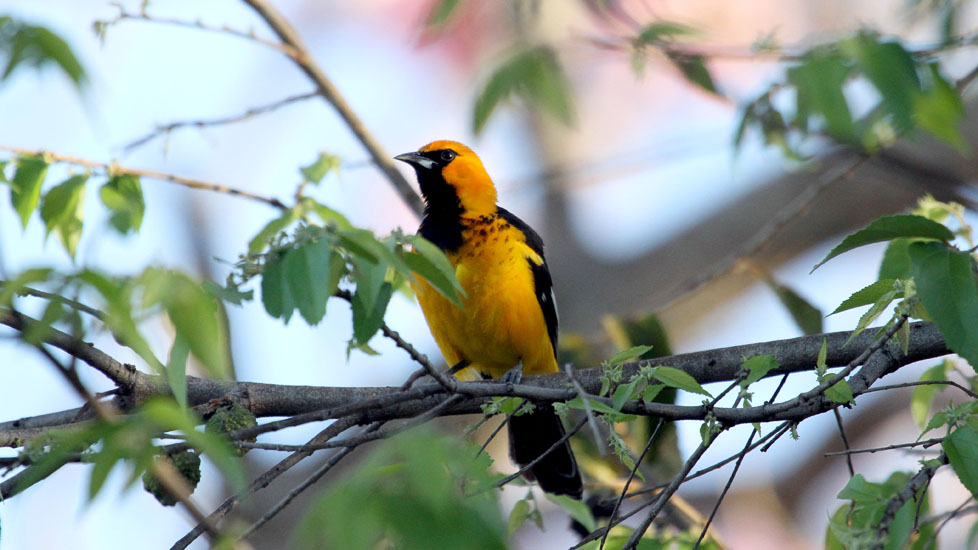 spot breasted oriole _1212