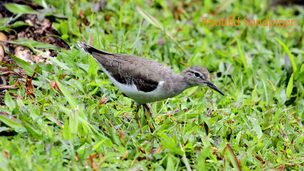 spotted sandpiper_3834