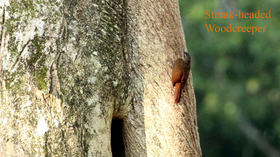 streak-headed woodcreeper_3355